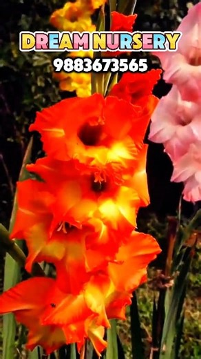 123K views · 1.4K reactions |  Gladiolus Bulbs – Bring Colours to...