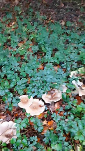 Weird looking. | Brian Leask