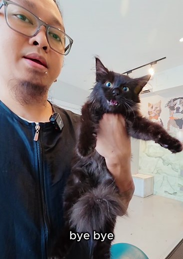 Adorable Kitten Found a Loving Home