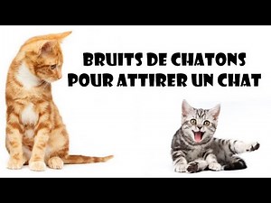 Bruits de chatons pour attirer un chat !