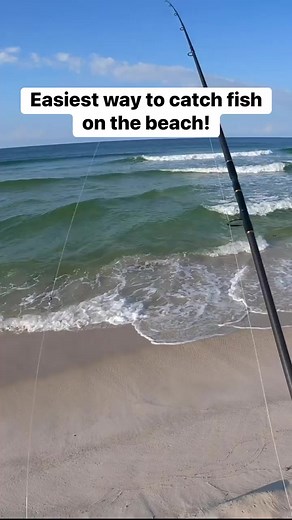 Take dinner home from the beach with you! #fishing #fishingislife #surffishing #catchncook #beachfishing #beach #beachbum | Bama Beach Bum