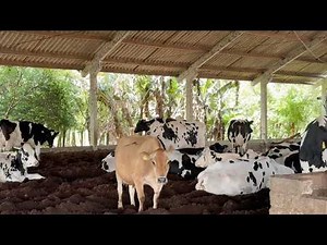 44 COWS PRODUCING 40 LITERS/DAY: WHAT THIS FAMILY DID THAT CHANGED EVERYTHING – FAZENDA AZEREDO 🇧🇷