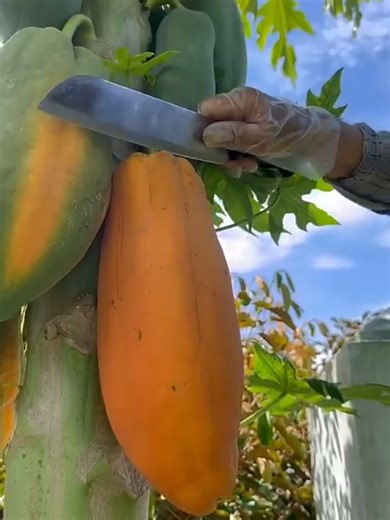Amazing fruit cutting 😱 #asmr #fruit #amazing #1millionviews