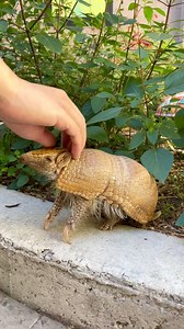 934K views · 10K reactions | Just a few adorable armadillo moments! 殺 | San Antonio Zoo | Facebook