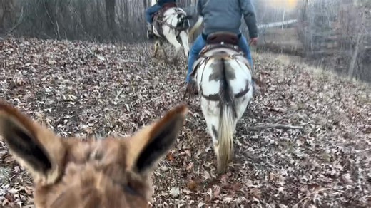 46K views · 974 reactions | 3 beginner safe trail mules , very safe , kind and calm . The paint pair will also pull a wagon | Max Bishop | Facebook