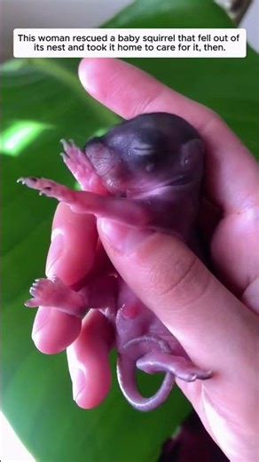 This woman rescued a baby squirrel that fell out of its nest and took it home to care for it, then..