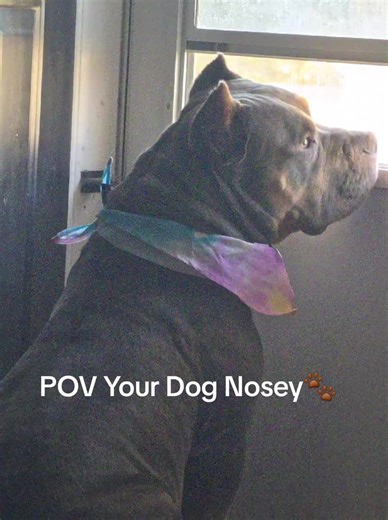 Genesis don’t miss NOTHING 👀🐾 Counter Punch Kennel security system activated 🚨 A Punch Above 💯 #bullybreed #funnydogs #dogreels #viralreels #petsoftiktok