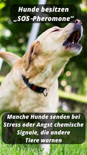5 Fakten über Hunde Teil 2 #fakten #tiere #fantastic #wissen #hund #dog