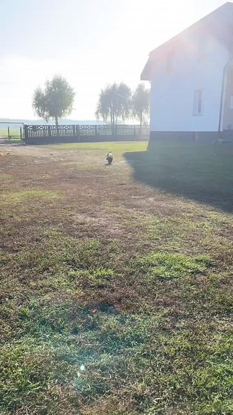 My litte angel🐶🪽#inka #pieskiezycie #dlaciebie #szczeniak #szczescie