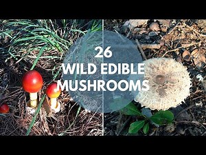 Wild Mushrooms You Can Eat