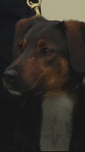 5.8K views · 97 reactions | Meet the capable canines playing a vital crime-fighting role in Northern Ireland's prisons Read more here: https://bbc.in/3vd9coQ | BBC News NI | Facebook