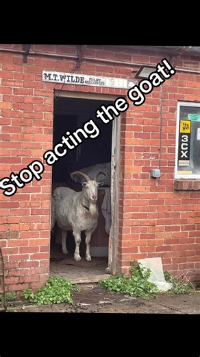 Men who talk to goats! When goats take over the world! Stop acting the goat! They’re here to take revenge for the sacrifices! #goats