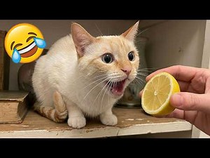 Laughing is losing 😂 Funny Animal Videos 😅 Part 11