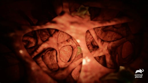 450K views · 7.2K reactions | In Veneta, Oregon, an adventurous traveler, Adam Spencer takes an epic six month trip across South America but returns home with an unwanted monster... a mysterious infection that is devouring his face. Stream Monsters Inside Me on Discovery+ #AnimalPlanet #MonstersInsideMe | Animal Planet | Facebook