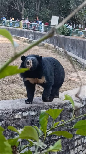 Growling bear 🐻🐻#youtubeshorts#naturelovers