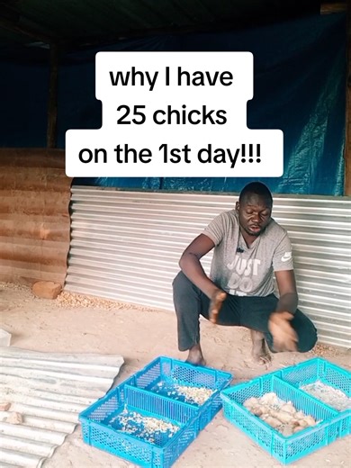 Impact of Delayed Imports on Chick Survival Rates