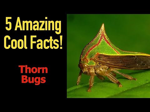5 Fascinating Facts About Thorn Bugs