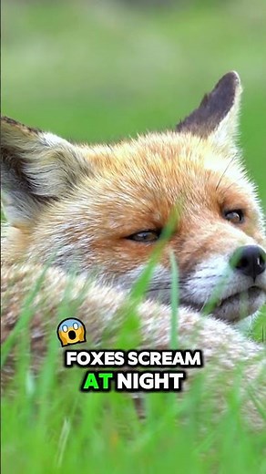 Why Do Foxes Scream at Night?