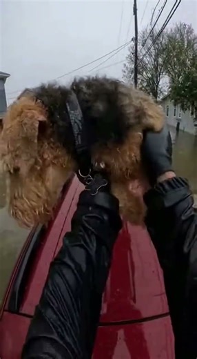 Brave Rescue: Airedale Terrier Finally Pulled from Raging Flood!