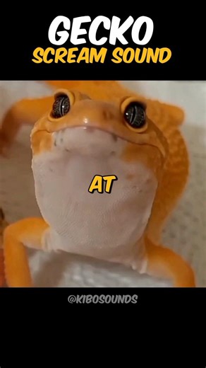 Screaming Gecko 😱🦎