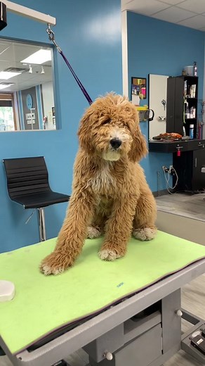 Booker's First Big Boy Haircut: Grooming a Goldendoodle