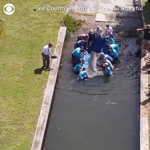 WATCH: Sheriff's deputies help assist with the release of a manatee back into the wild Thursday in St. James City, Florida, after the animal recovered from being hit by a boat. | CBS Evening News