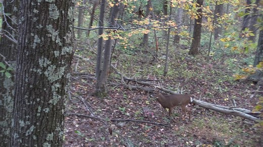 38K views · 461 reactions | 10/23/25 - I just made a post a few days...