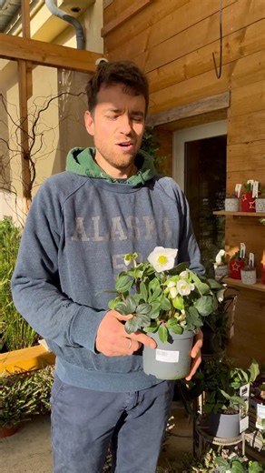 7K views · 443 reactions | Les roses de Noël 懶 Des vivaces qui...