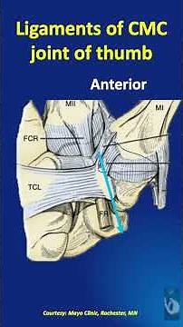Shorts # 202: Ligaments of the CMC joint of the thumb - Providing stability and allowing mobility!