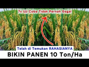 FOUND THE WAY😱TO MAKE A HARVEST OF 10 TONS/Hectare || A complete guide to rice farming with a tar...