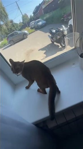 Angry cat lashes out at owner in Yaroslavl, Russia