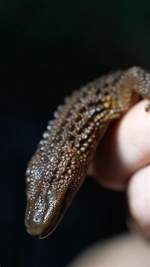 One of the rarest lizards on the planet, the Earless Monitor. 🦎 After three days of trekking through one of the most remote jungles of Borneo, we finally came face to face with this incredible species on our last night. Once thought to be extinct for around 90 years, it was rediscovered in the 1960s. I don’t know if I’ll ever have the chance to see another one of these remarkable creatures in the wild, but how blessed am I to have found two in the same stream within just a couple of hours? 🤎 �