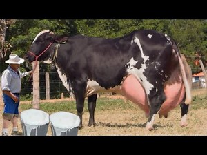 Highly Milking Biggest Udder Girlando Cow + Hf Cow || Dairy Farming