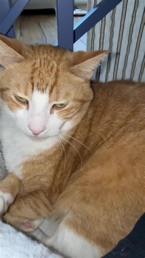 HE LIVES (further poop still needed)