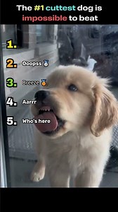 Ranking 5 Cuttest Dogs