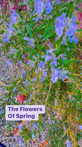 65 reactions · 60 comments | The Flowers of Spring #springflowers #fyp #fypシ #fypシ゚viralシ #new #viral #fbreelsvideo #fbreels #fbreelsvideo #reelsfb #reelsviralシ #virals #trends #highlights #everyone #followers #friends #foryoupage #flowers | Maila Batch | Facebook