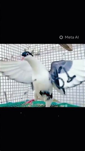 fancy pigeons 😱😱#shortvideo #kabutar #shorts
