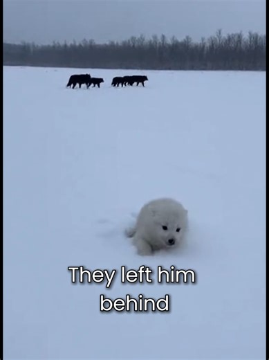 Wholesome Animals: Standing Against Bullying