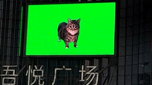 吾悦广场上惊现oiiaioooooiai猫