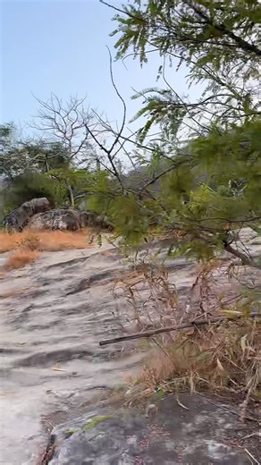 Sadaa | Wild Stories on Instagram: "It’s never over until it’s really over! 😅 One of my best Bandhavgarh sightings, catching the Chakradhara cubs on Seshaiya Road. I still haven’t had the chance to go through the camera footage, but until then, here are a few phone-shot glimpses from that magical evening. They’ve grown so much since I last saw them in April and they’ve gotten bold too! 🐯🐯 #ShotOnPhone #sadaawildlifephotography #sadaawildstories #savetigers #bandhavgarh"