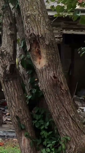 Busted trap house in rural Kentucky #kentucky #abandon #shorts