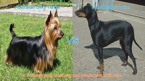 Comparing Australian Silky Terrier and Manchester Terrier: A Breed Comparison