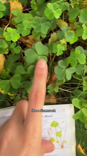 Wood Sorrel Foraging Tips and Benefits