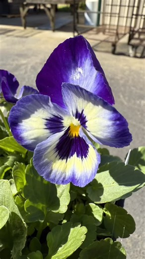 Perfect size, perfect color, perfectly Fairview! Color your winter garden with happy blooms! Our homegrown pansies & violas are bursting with vibrant color, ready to brighten every chilly day. #pansies #violas #FairviewGardenCenter #HomegrownHappiness #PansiesAndViolas #WinterColor #GardenJoy #BloomBright #ShopLocal #GardenInspiration #NCGardening | Fairview Garden Center