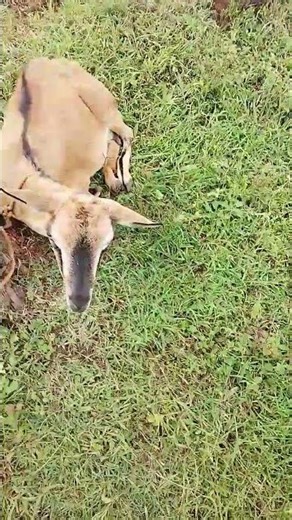 Subscribe to this good young goat #subscribe #viral #animals #domestic