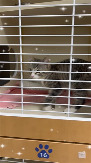 2.6K views · 42 reactions | Mokey is ready for his forever home! More info and applications at pawscares.org | PAWS Animal Adoption Center | Facebook