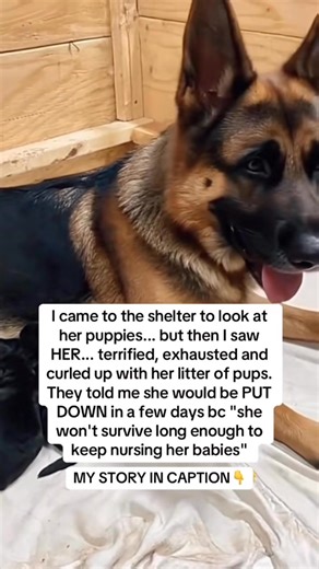 She was curled in the far corner of her kennel, trembling on the cold cement. Nothing but skin and bones. Eyes empty. A soul that looked... forgotten. Do She'd given birth under a porch and been left behind. Her tiny, fragile puppies clung to her, desperate for warmth, but the shelter notes were blunt: "Too shut down." "Too far gone." "Possibly aggressive." But I didn't see aggression. I saw fear. I saw a mother who had given every ounce of herself — and had nothing left. I rushed her to the vet