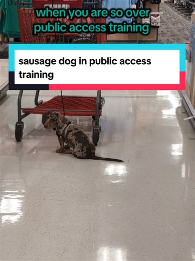 a fun snippet of public access training with a sausage dog who is done with this... I love building unusual teams for work!