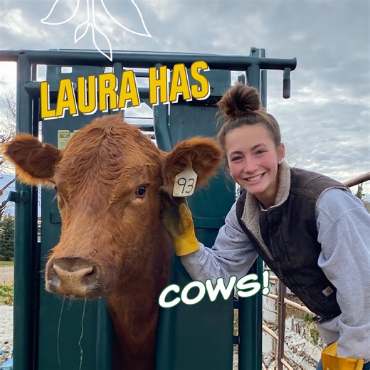 443K views · 10K reactions | Preparing Cows For The Market - How We Do It  | Laura Farms | Facebook