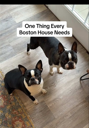 Why Boston Terriers Need Multiple Sleeping Nests
